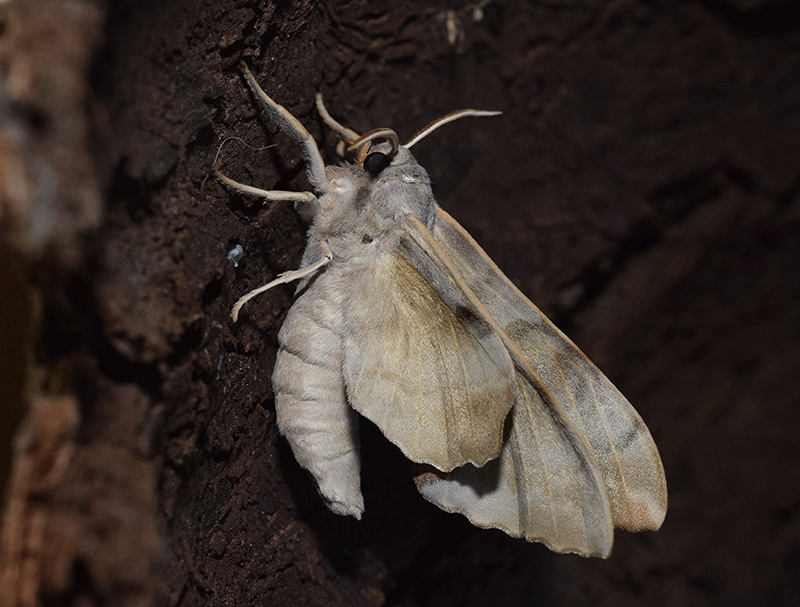 Ciclo vitale di Laothoe populi, Sphingidae